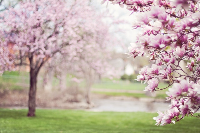 cherry blossoms